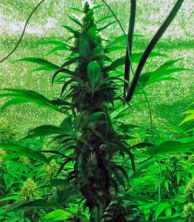 Opium fem (Paradise Seeds) семена конопли