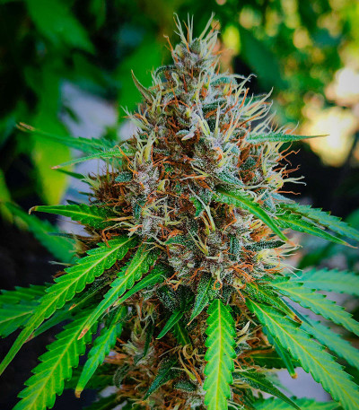 Papaya Zoap Auto fem (Sweet Seeds) семена конопли