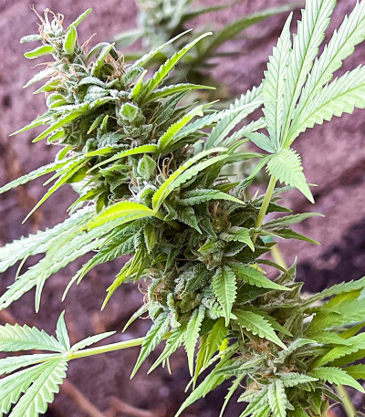 Peanut Butter OGKB fem (Original Sensible Seeds) семена конопли