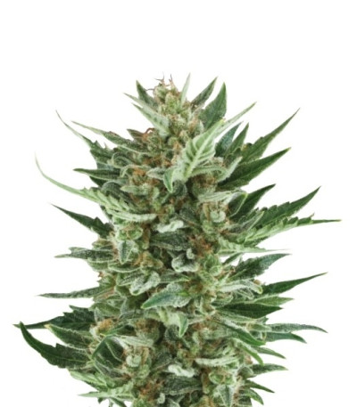 Royal Cheese Automatic fem (Russian Queen Seeds) семена конопли