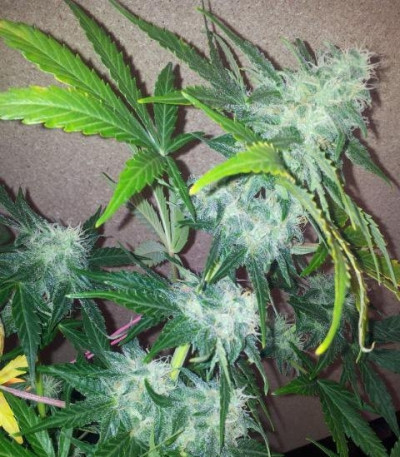 Royal AK Automatic fem (Royal Queen Seeds) семена конопли