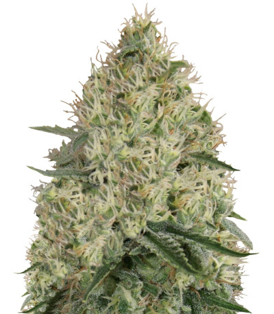 Sin Tra Bajo Auto fem семена конопли