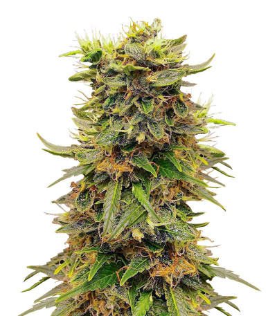 Семена конопли сорта Snow White Amsterdam