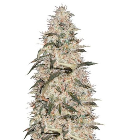 Sonic Bloom Auto fem (Dr. Krippling Seeds) семена конопли