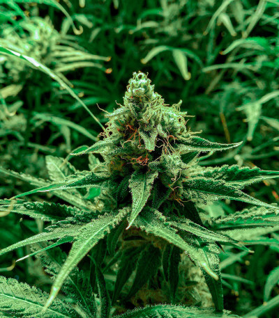 The New fem (Humboldt Seeds) семена конопли