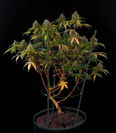 Utopia Haze fem (Barney's Farm) семена конопли