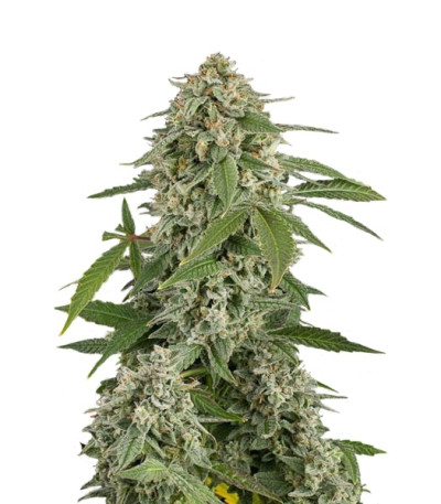White Widow Automatic fem (Dinafem Seeds) семена конопли