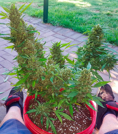 Za-Za OG fem (Herbies Seeds) семена конопли