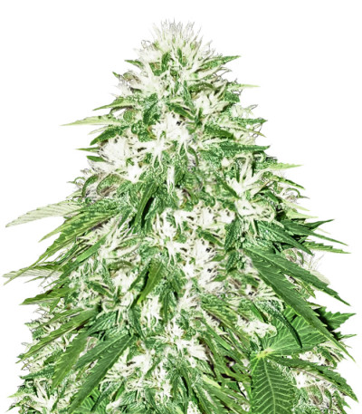 Zombie Haze fem (Sumo Seeds) семена конопли