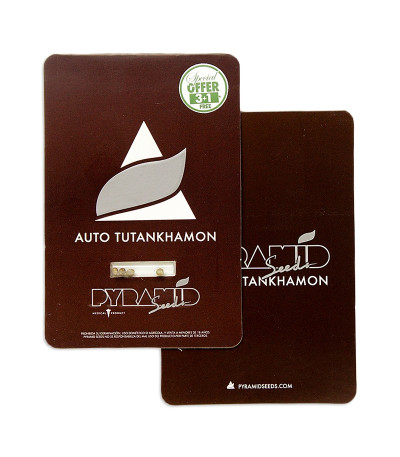 Auto Tutankhamon fem (Pyramid Seeds) семена конопли