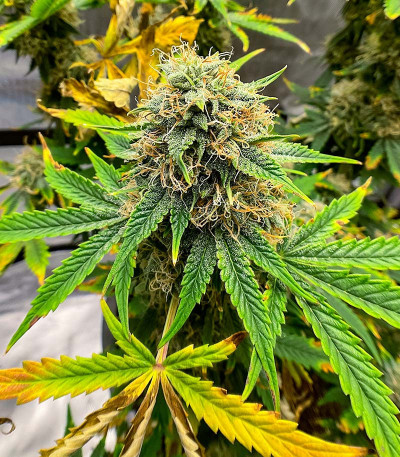 GMO fem (Barney's Farm) семена конопли
