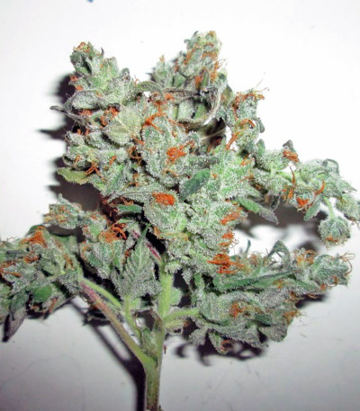 Kaia Kush fem (Green House Seed) семена конопли