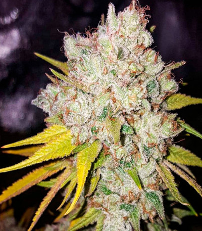 #9 Pound Hammer Fast fem (High Speed ​​Buds) семена конопли