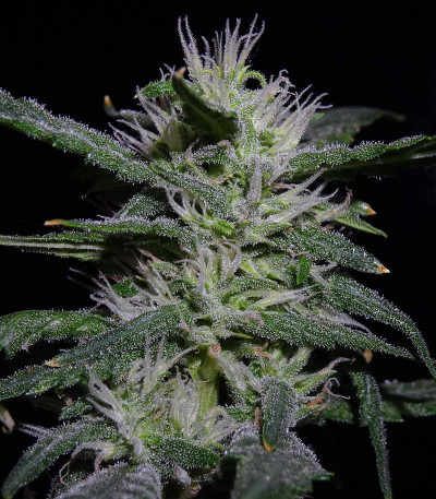 Auto Gelato #33 fem (Advanced Seeds) семена конопли