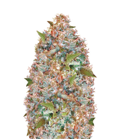 Auto Chronic Monster XXL fem (Victory Seeds) семена конопли