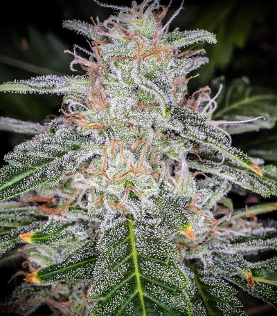 Blue Dream auto fem (FastBuds Seeds) семена конопли