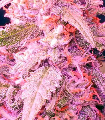 Blue Mystic (Blueberry) reg (Nirvana Seeds) семена конопли