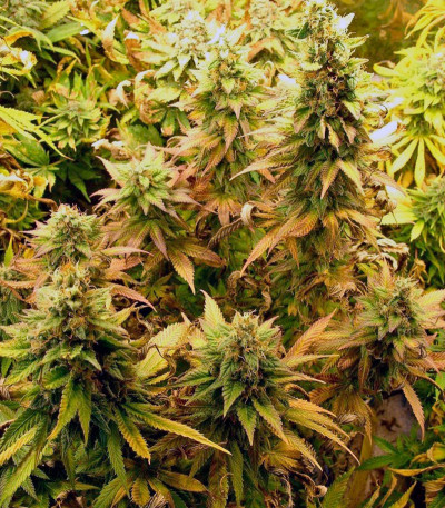 Blueberry fem (Dutch Passion) семена конопли