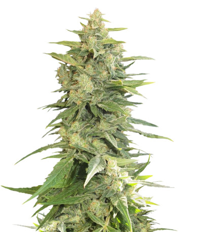 Cannatonic fem (Resin Seeds) семена конопли
