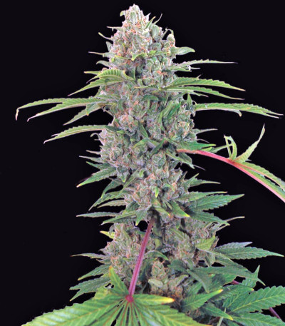 Critical Kush Auto fem (Barney's Farm) семена конопли