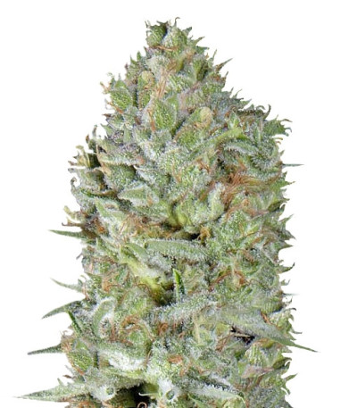 Critical Plus fem (Trikoma Seeds) семена конопли