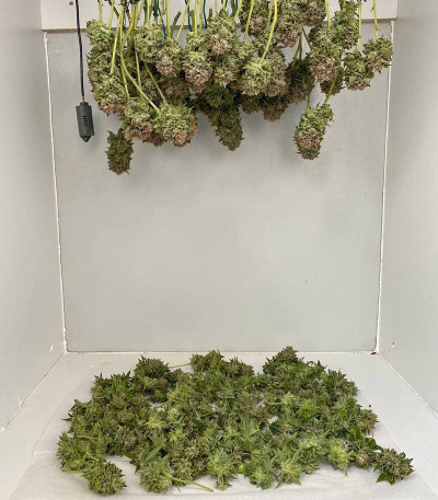 DO-SI-DOS fem (Cali Buds Seeds) семена конопли