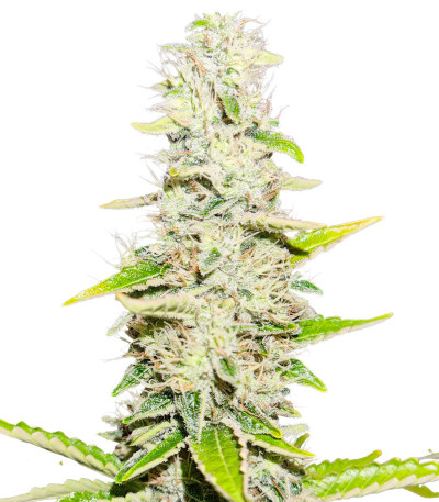 Gorilla Blue fem (Advanced Seeds) семена конопли