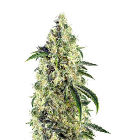 Сорт Green Poison CBD шишки