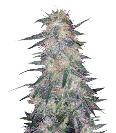 Holy Grail 69 fem (Samsara Seeds) семена конопли