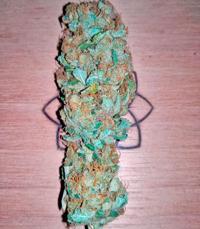 Moby Dick fem (Dinafem Seeds) семена конопли