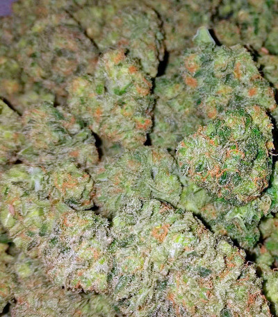 Pakistan Valley fem (World of Seeds) семена конопли