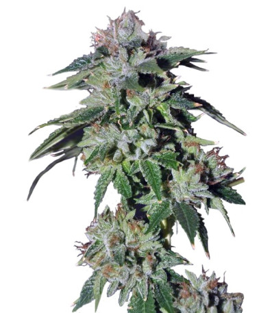Pure Kush fem (Green House Seeds) семена конопли
