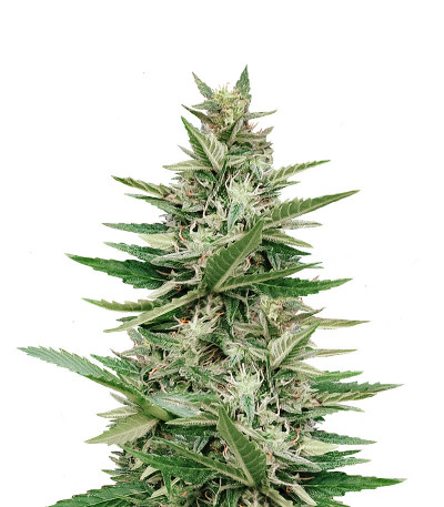 Purple Haze Auto fem (Original Sensible Seeds) семена конопли