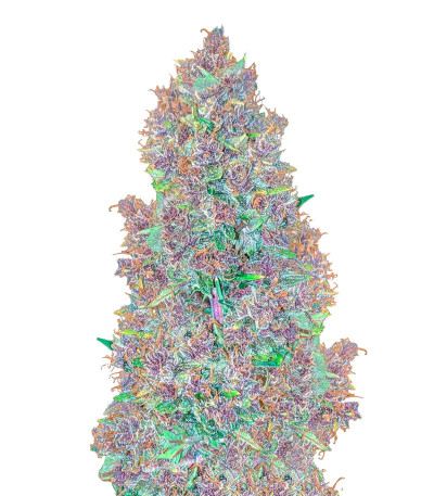 Purple Juice Auto fem (Herbies Seeds) семена конопли