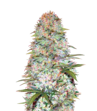 Red Russian XXL fem (Victory Seeds) семена конопли