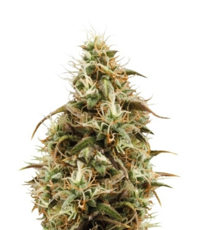 Royal Jack Automatic fem (Royal Queen Seeds) семена конопли