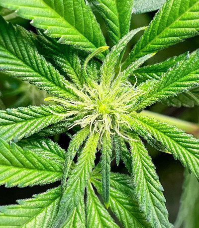 San Bacio Burger fem (Advanced Seeds) семена конопли