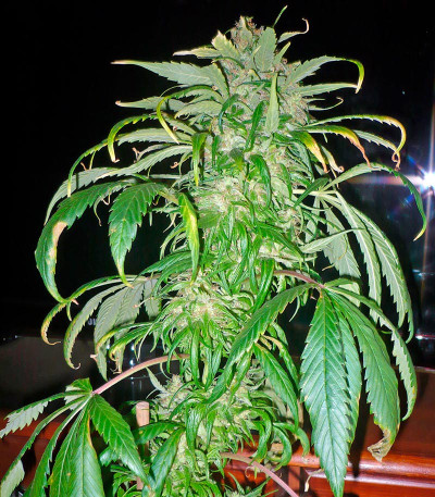 Santa Sativa fem (Dinafem Seeds) семена конопли