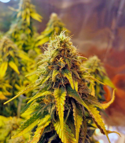 Shark fem (Pyramid Seeds) семена конопли