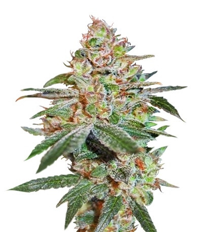 Skunk XXX reg семена конопли