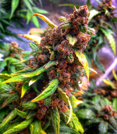 Tropicana Cookies Auto fem ( Cali Buds Seeds) семена конопли