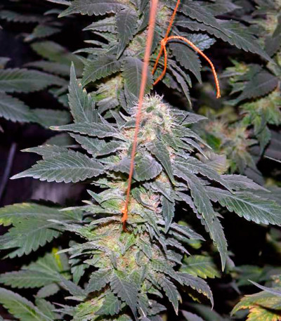 White Widow fem (Pyramid Seeds) семена конопли