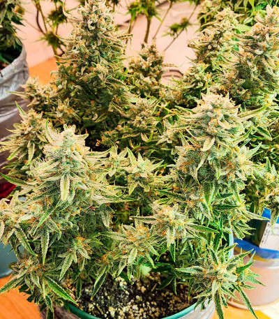 Ztrawberriez Auto fem (FastBuds) семена конопли