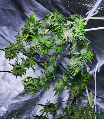 Chem Bomb Auto fem (Humboldt Seed Organization) семена конопли