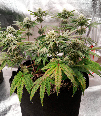 Runtz Muffin от Barney’s Farm семена конопли