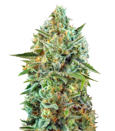 Купить сорт марихуаны S.A.D. Sweet Afgani Delicious CBD шишки