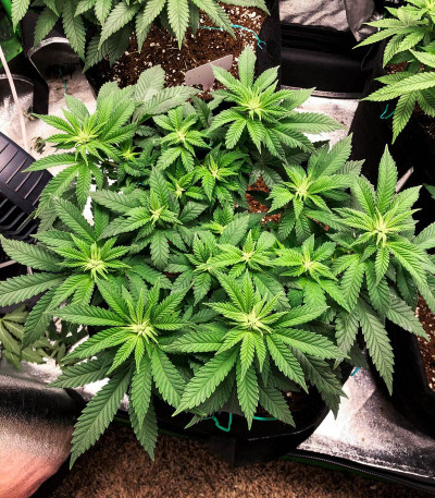 Vanilla Kush fem (Barney's Farm) семена конопли