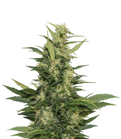 Amur Giant Auto (Kalashnikov Seeds) семена конопли