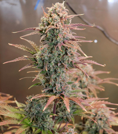 Auto Night Queen fem (Dutch Passion) семена конопли