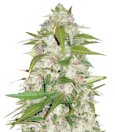 Auto Ultra Power Plant fem (Victory Seeds) семена конопли